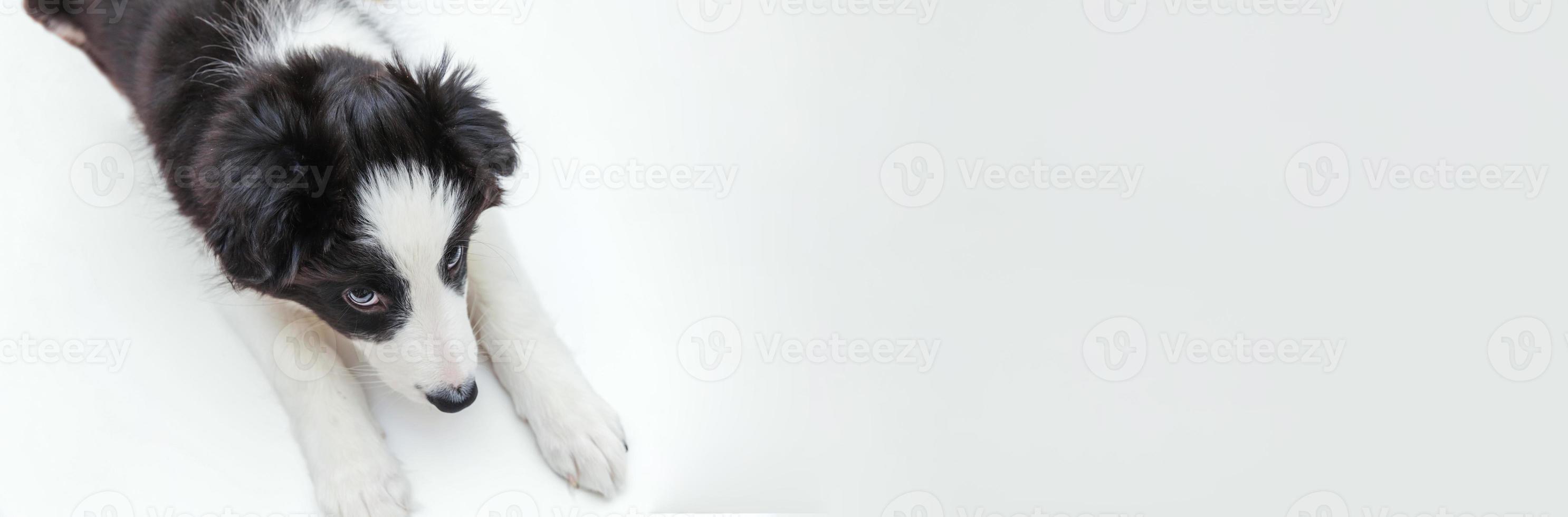 divertido retrato de estudio de un lindo cachorro sonriente collie de frontera aislado en fondo blanco. cuidado de mascotas y concepto de animales. bandera foto