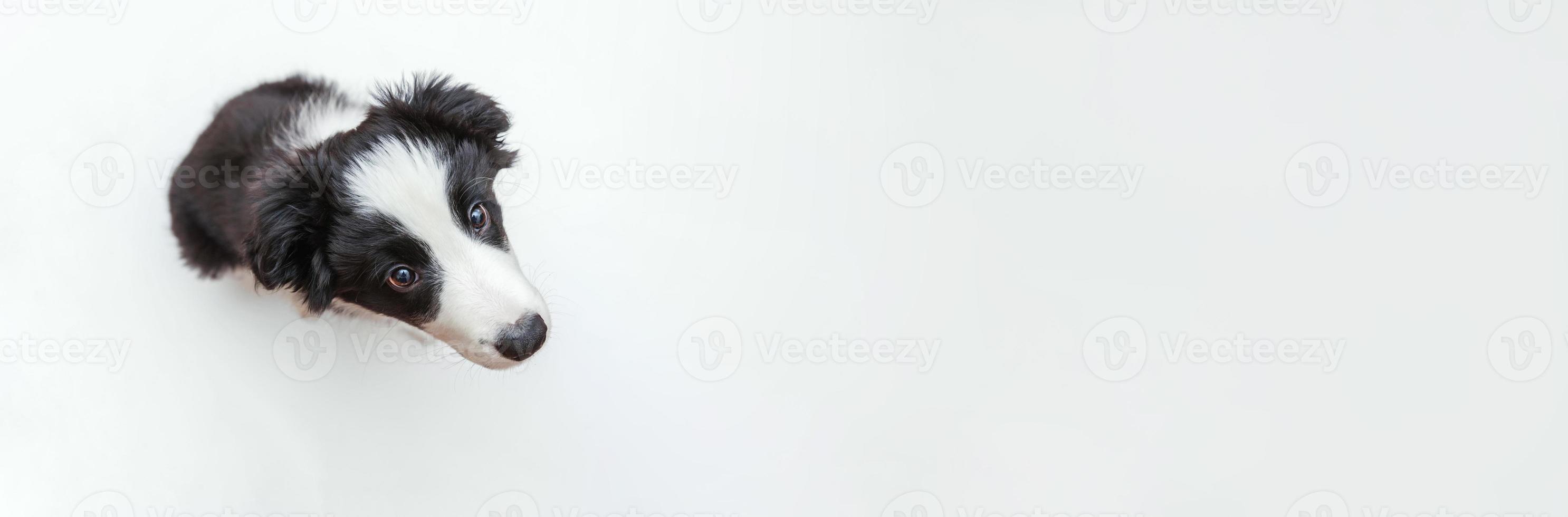 Funny studio portrait of cute smilling puppy dog border collie isolated on white background. Pet care and animals concept. Banner photo