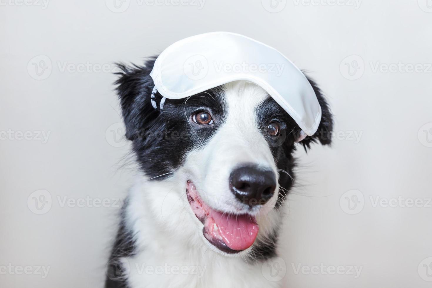 Do not disturb me, let me sleep. Funny cute smiling puppy dog border collie with sleeping eye mask isolated on white background. Rest, good night, siesta, insomnia, relaxation, tired, travel concept. photo