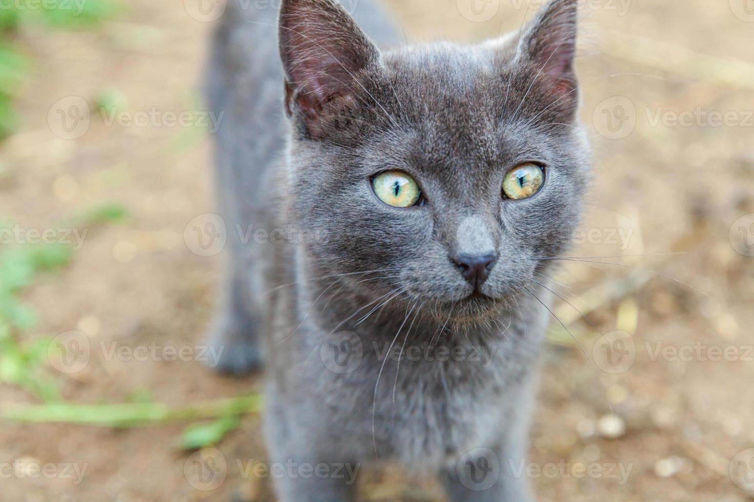 gracioso gatito gris doméstico de pelo corto escabulléndose por el fondo del patio trasero. gato británico caminando al aire libre en el jardín el día de verano. cuidado de mascotas concepto de salud y animales nuevo miembro encantador de la familia foto