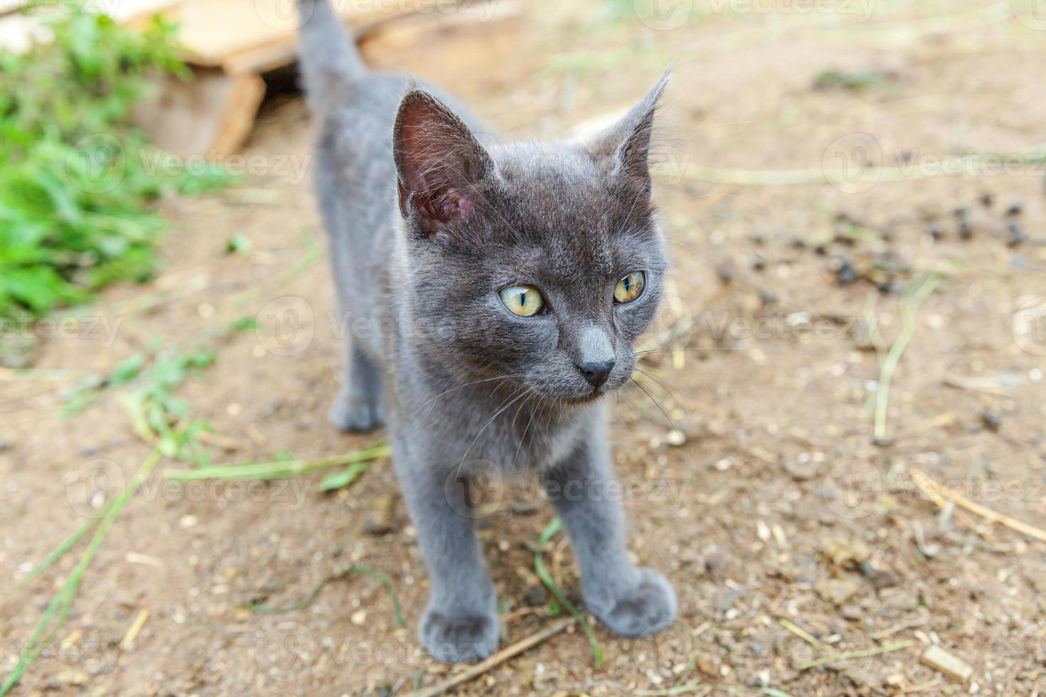 gracioso gatito gris doméstico de pelo corto escabulléndose por el fondo del patio trasero. gato británico caminando al aire libre en el jardín el día de verano. cuidado de mascotas concepto de salud y animales nuevo miembro encantador de la familia foto