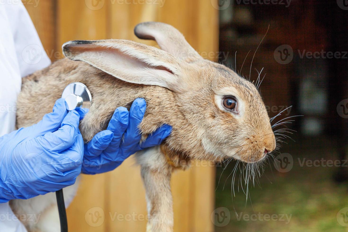 mujer veterinaria con estetoscopio sosteniendo y examinando conejo en el fondo del rancho de cerca. conejito en manos veterinarias para chequeo en granja ecológica natural. concepto de cuidado animal y agricultura ecológica. foto