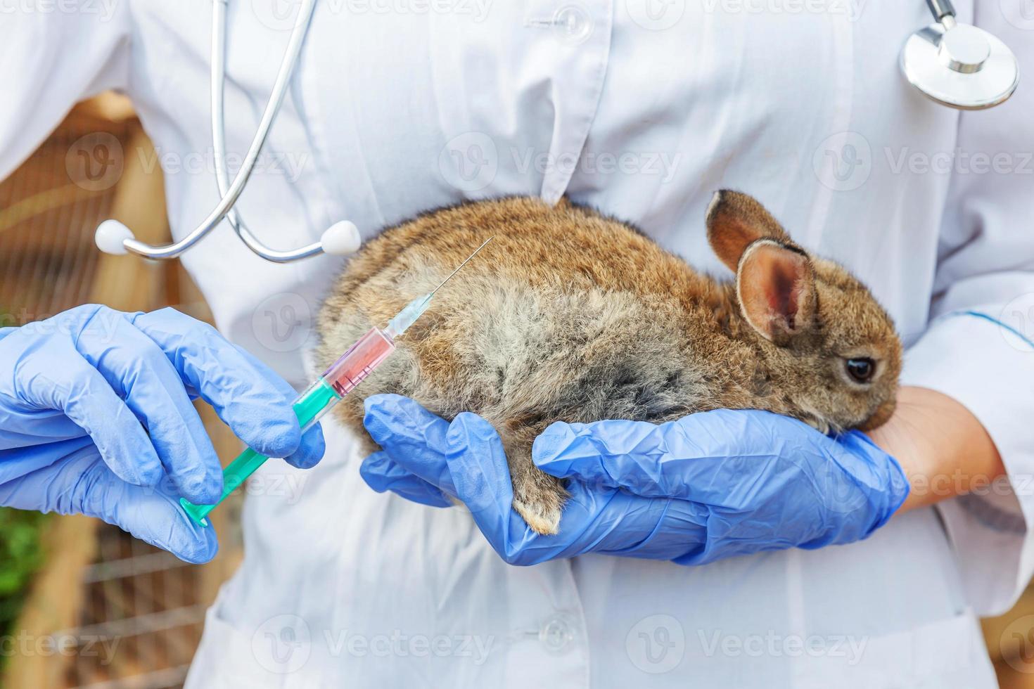 mujer veterinaria con jeringa sosteniendo e inyectando conejo en el fondo del rancho de cerca. conejito en manos veterinarias para vacunación en granja ecológica natural. concepto de cuidado animal y agricultura ecológica. foto