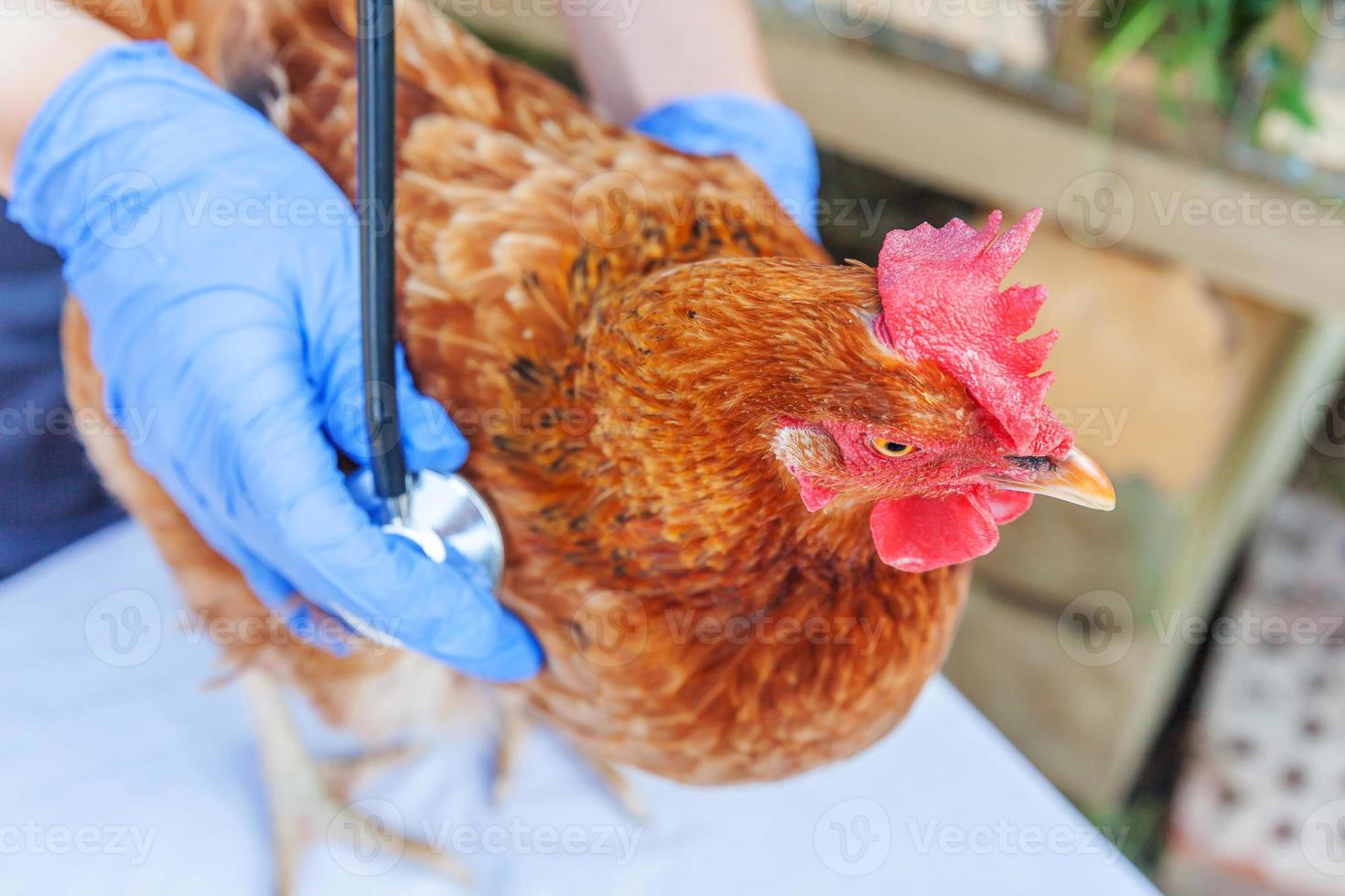 veterinario con estetoscopio sosteniendo y examinando pollo en el fondo del rancho. gallina en manos veterinarias para chequeo en granja ecológica natural. concepto de cuidado animal y agricultura ecológica. foto