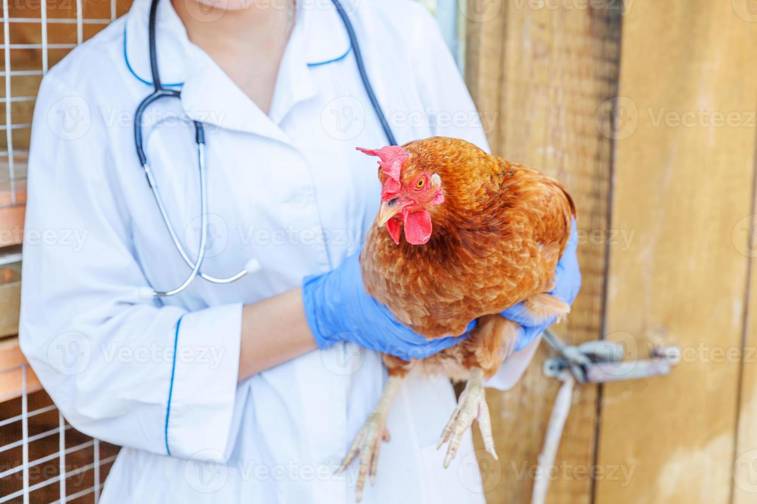 veterinario con estetoscopio sosteniendo y examinando pollo en el fondo del rancho. gallina en manos veterinarias para chequeo en granja ecológica natural. concepto de cuidado animal y agricultura ecológica. foto