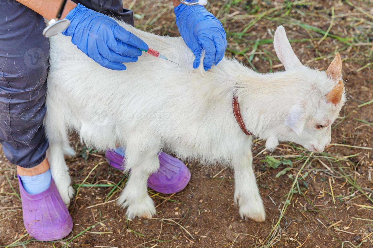 Young veterinarian woman with syringe holding and injecting goat kid on ranch background. Young goatling with vet hands vaccination in natural eco farm. Animal care and ecological farming concept photo