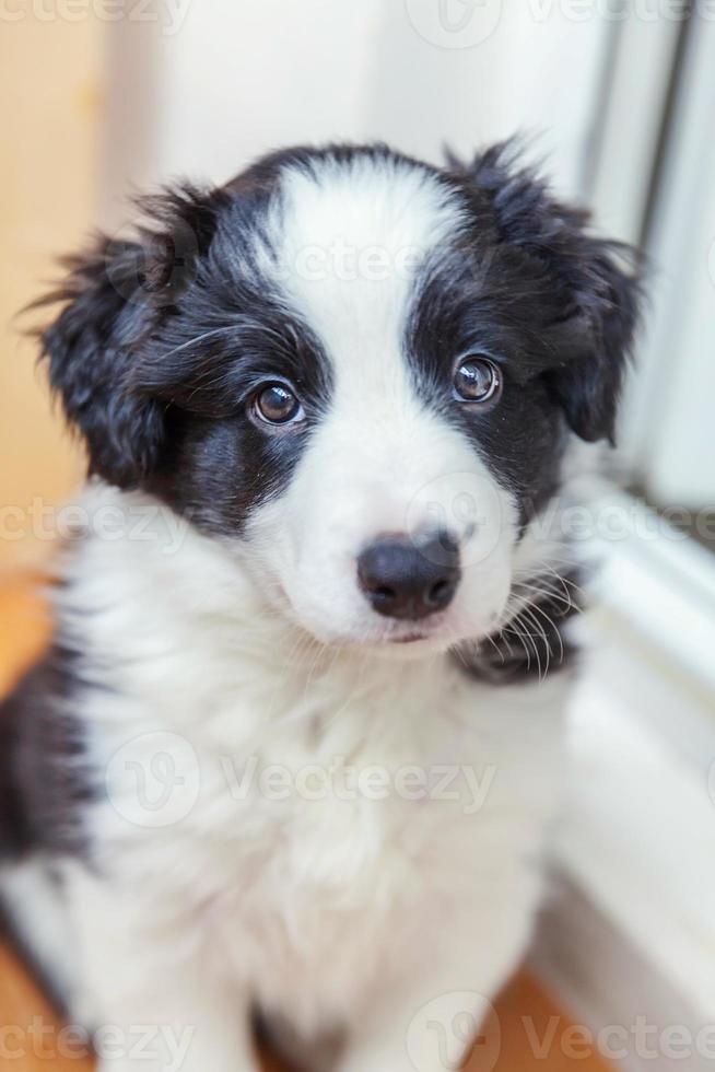 Funny portrait of cute smilling puppy dog border collie at home photo