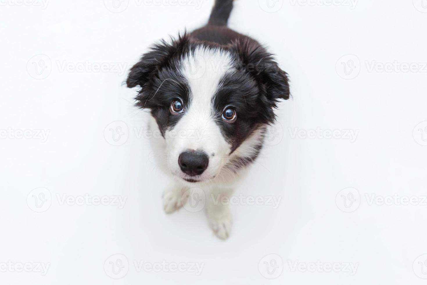 Gracioso retrato de estudio de lindo cachorro smilling border collie sobre fondo blanco. foto