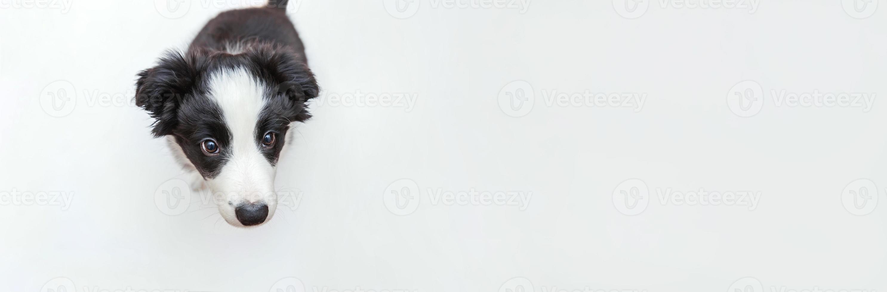 Funny studio portrait of cute smilling puppy dog border collie isolated on white background. Pet care and animals concept. Banner photo