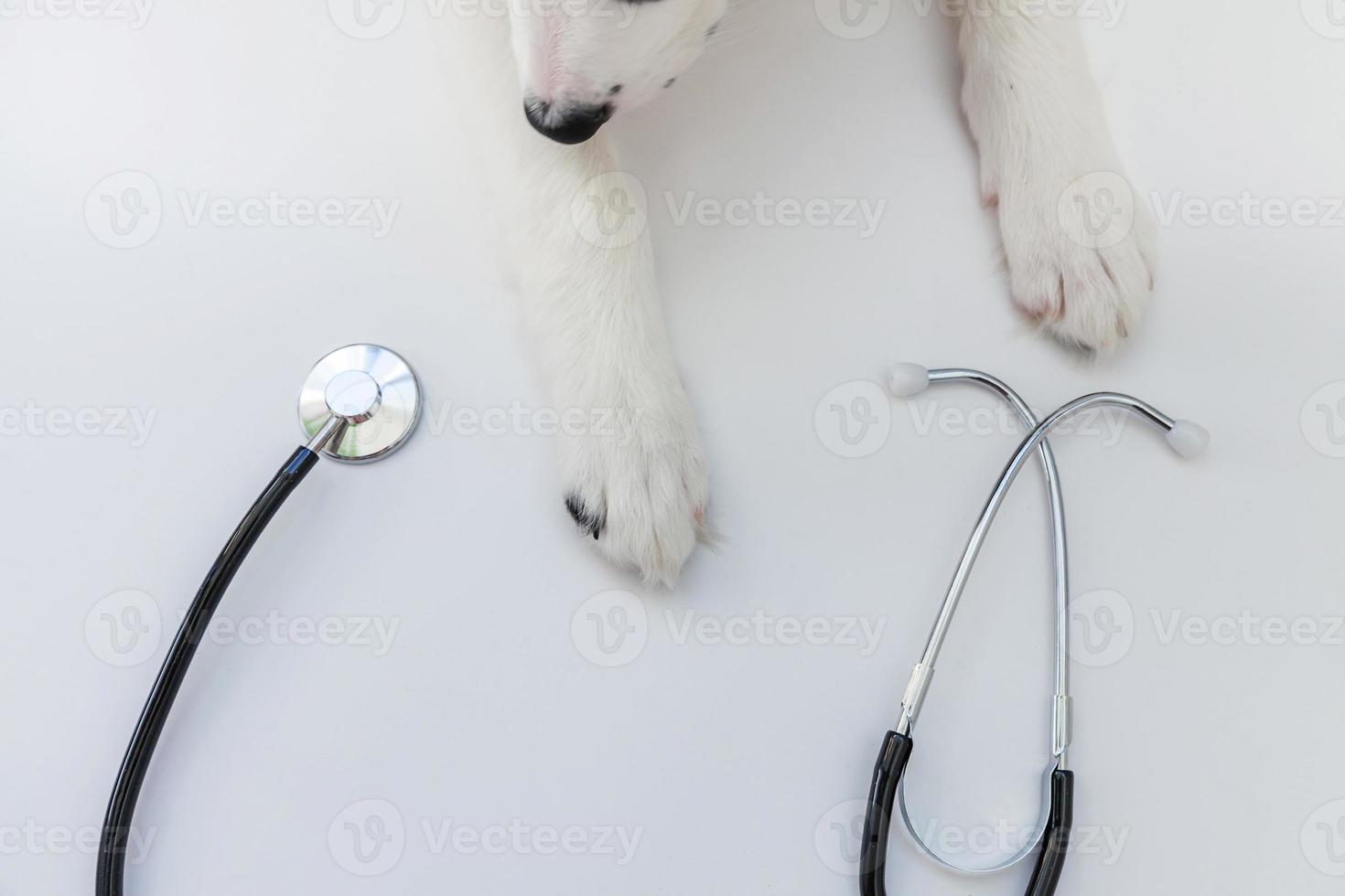 Cachorro de perro border collie patas y estetoscopio aislado sobre fondo blanco. perrito en la recepción del médico veterinario en la clínica veterinaria foto