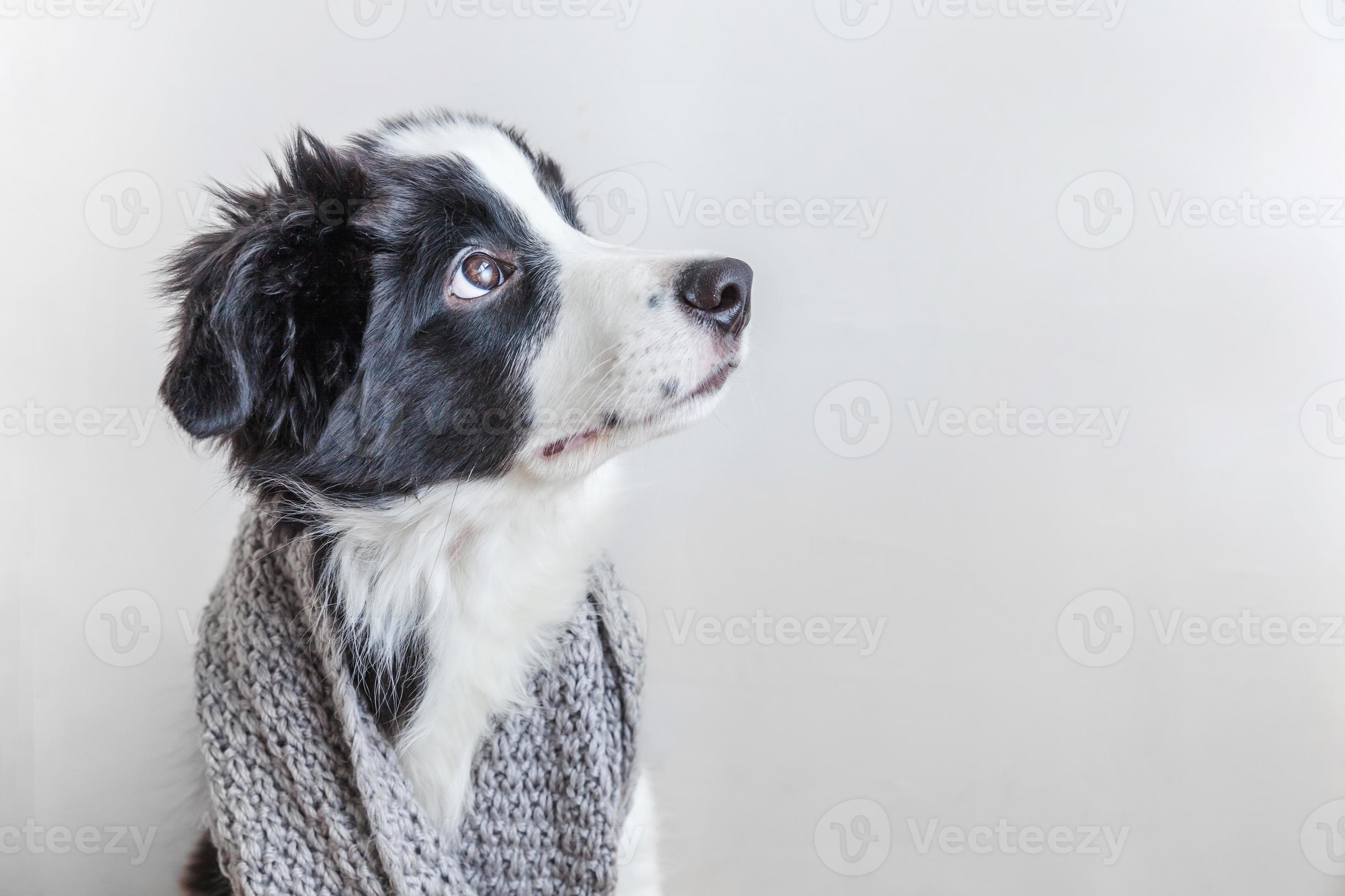 Funny cute puppy dog border collie wearing warm clothes scarf