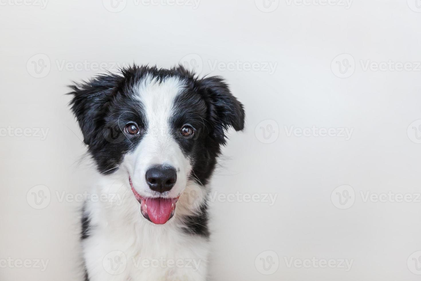 divertido retrato de estudio de lindo cachorro sonriente border collie aislado sobre fondo blanco. nuevo miembro encantador de la familia perrito mirando y esperando recompensa. cuidado de mascotas y concepto de animales. foto