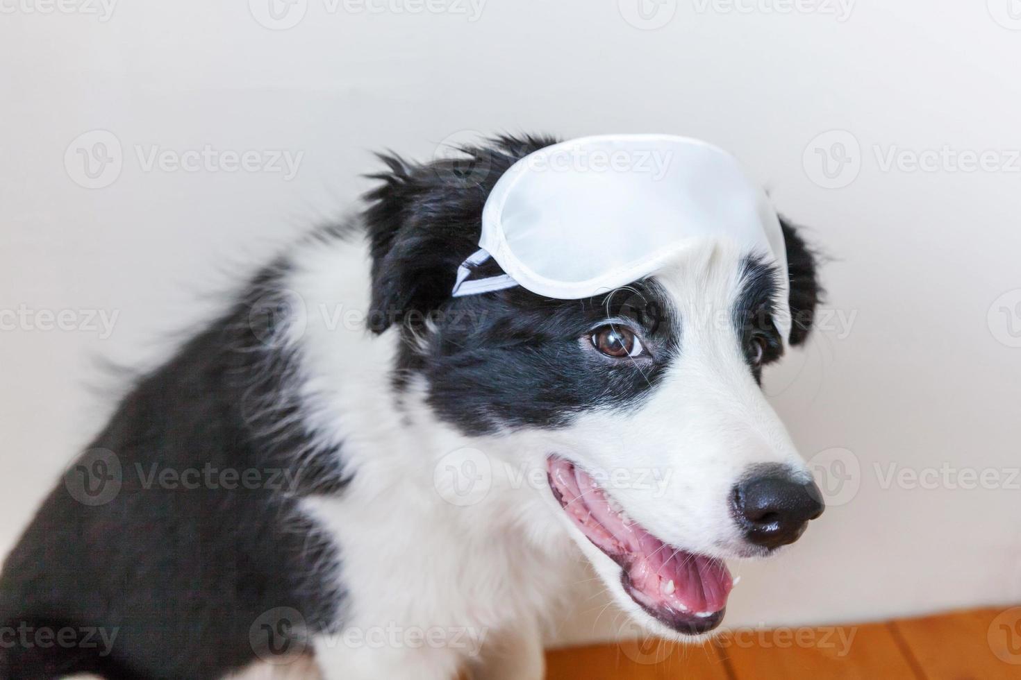 Do not disturb me, let me sleep. Funny cute smiling puppy dog border collie with sleeping eye mask at home indoor background. Rest, good night, siesta, insomnia, relaxation, tired, travel concept. photo