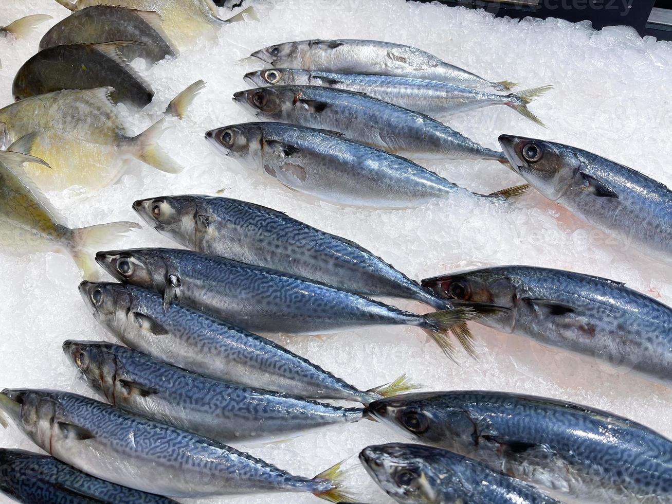 Exhibición de pescado crudo fresco en hielo vendido en el mercado. fondo enfriado, buen material de cocina. foto