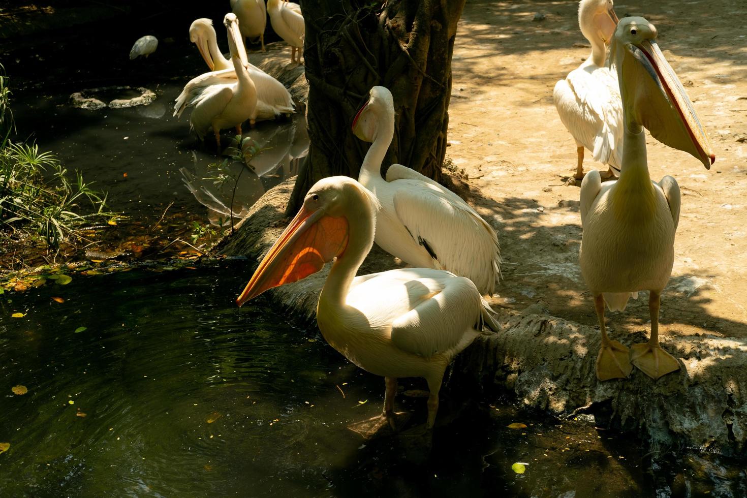 Spot Billed Pelican, Pelecanus philippensis, The birds in the zoo. Beautiful and cute animals. 7461985 Stock Photo at Vecteezy Spot Billed Pelican, Pelecanus philippensis, The birds in the zoo. Beautiful and cute animals. 7461985 Stock Photo at Vecteezy