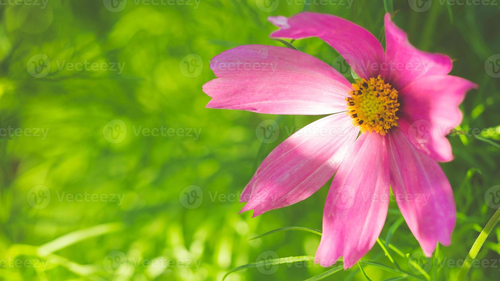 one delicate cosmea flower on green plant background, toned image, banner photo