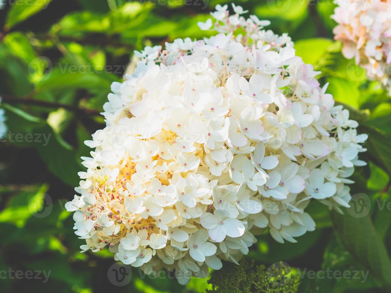 lovely blooming white big hydrangea, floral background photo