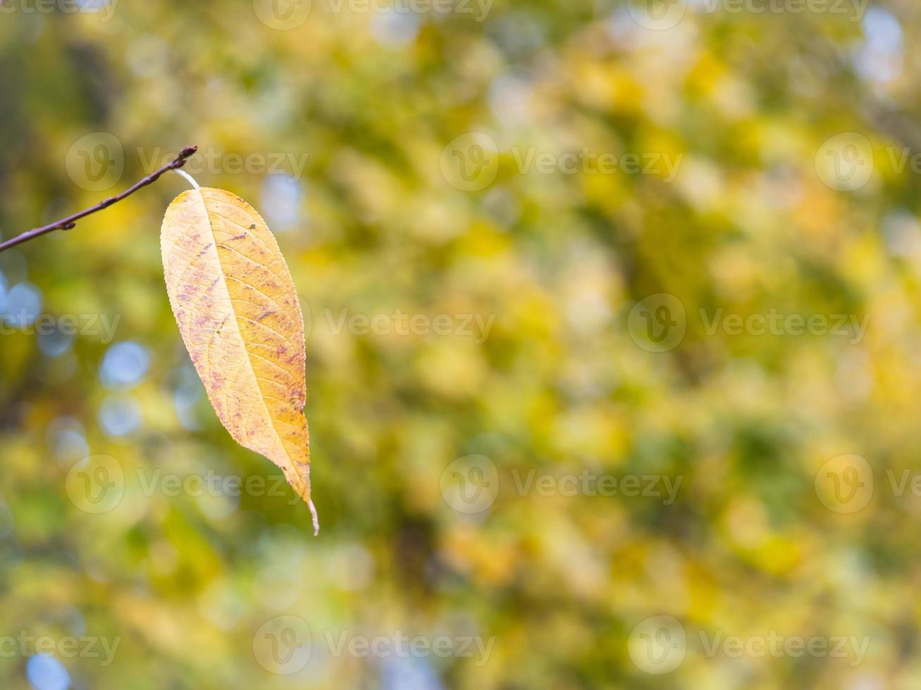 autumn background with bright yellow and red single leaf in center of leaves background photo