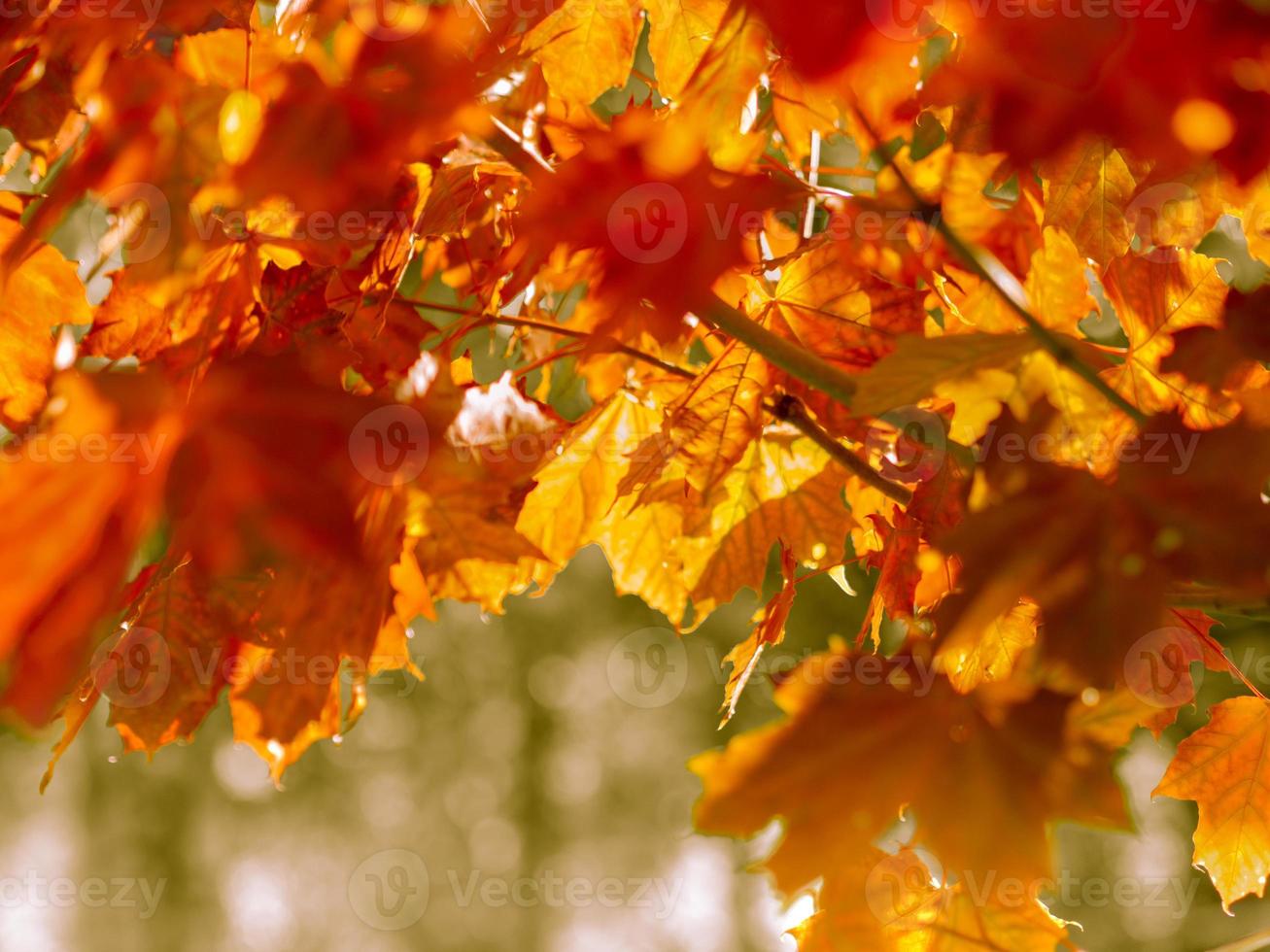 Fondo abstracto de otoño de hojas amarillas y rojas brillantes foto
