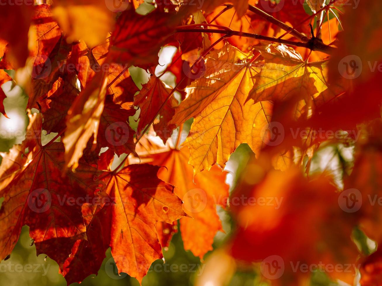 autumn abstract background of bright yellow and red leaves photo