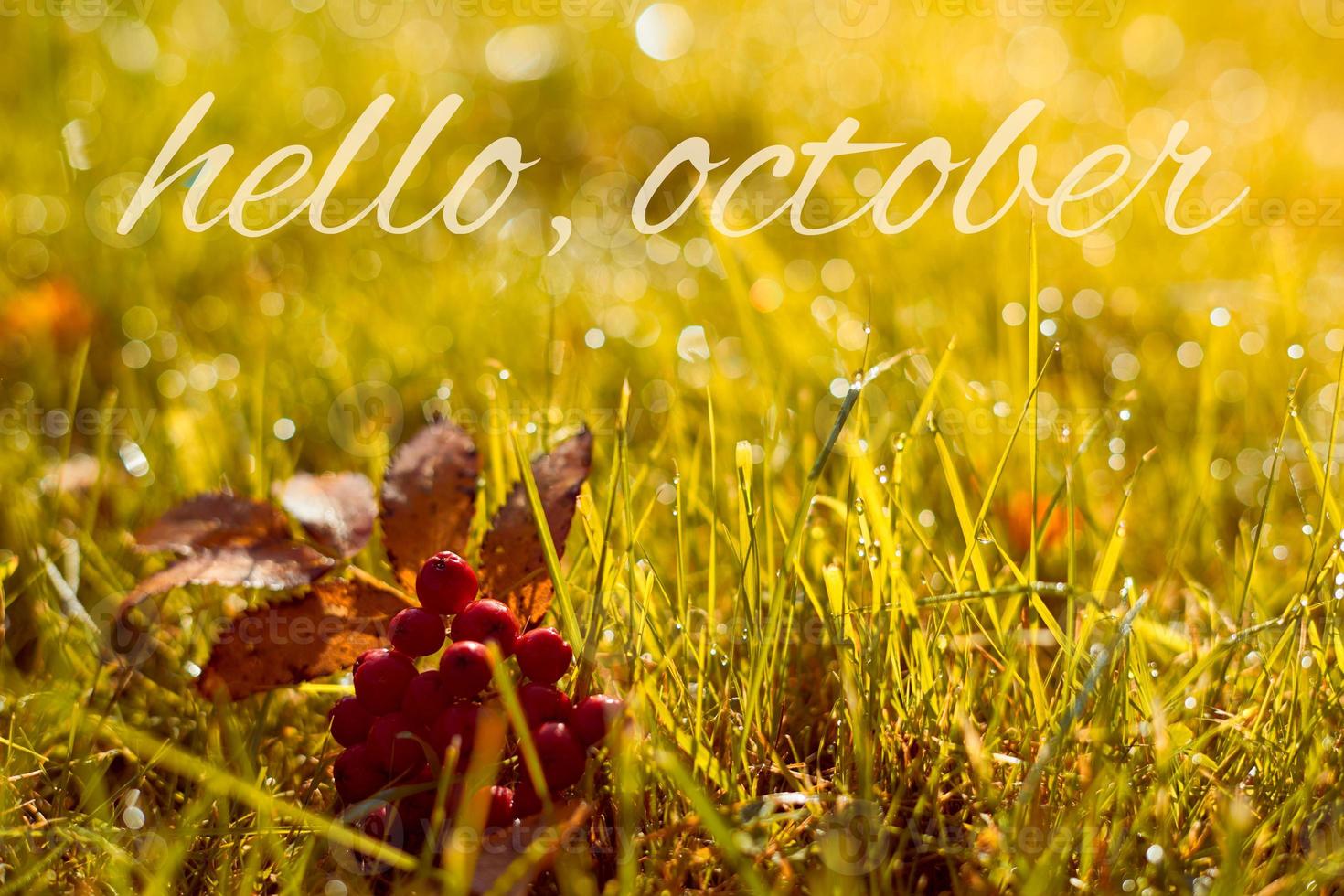 Autumn, fall banner with greeting Hello October, golden field with leaves and berries photo