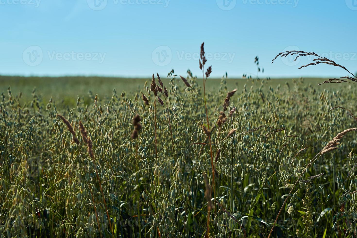 campo con orejas verdes de avena contra el cielo azul en un día soleado, agricultura foto