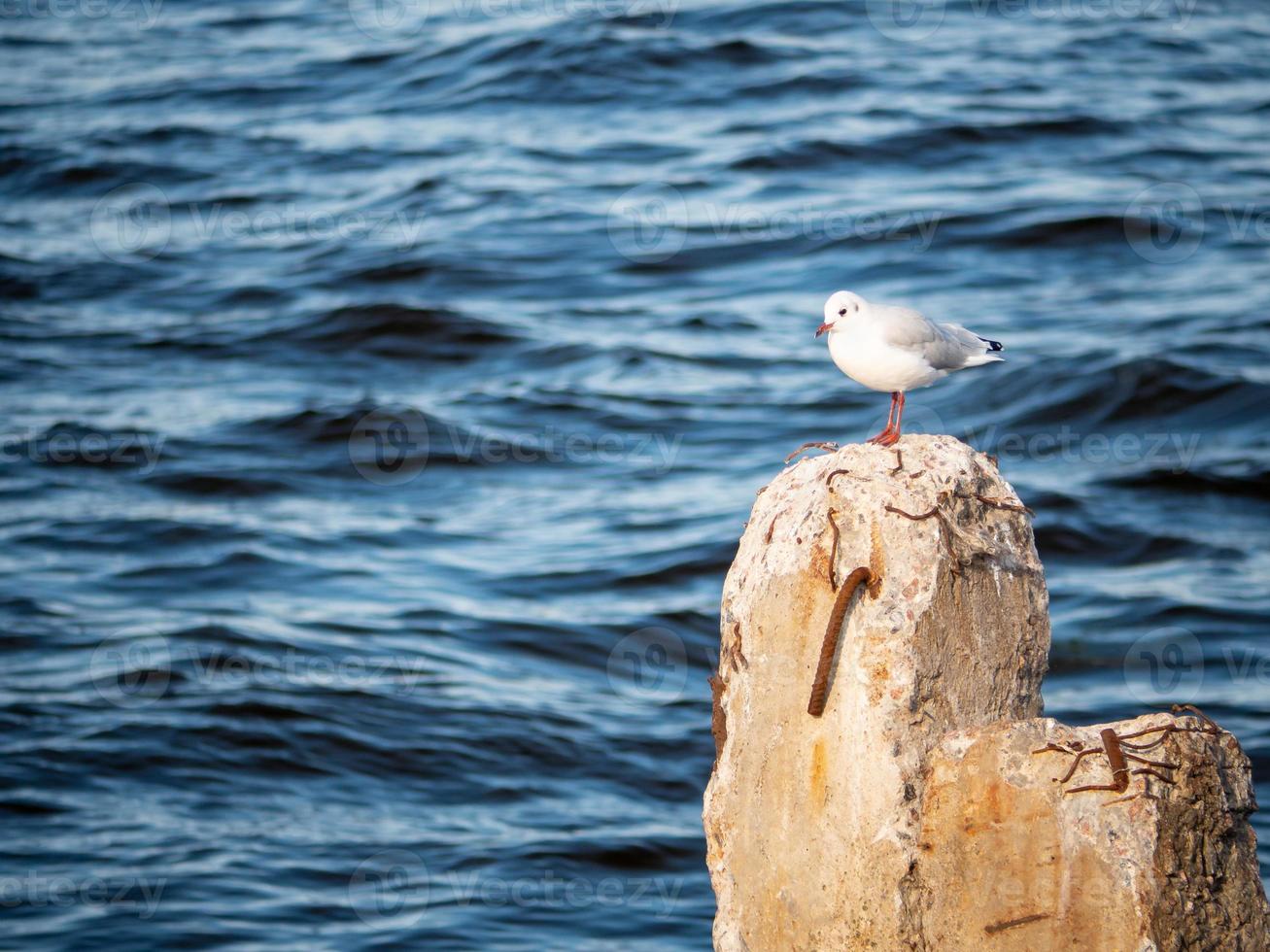 gaviota de pájaro sentada en un muelle de piedra en la bahía. contra el fondo de las olas del mar foto