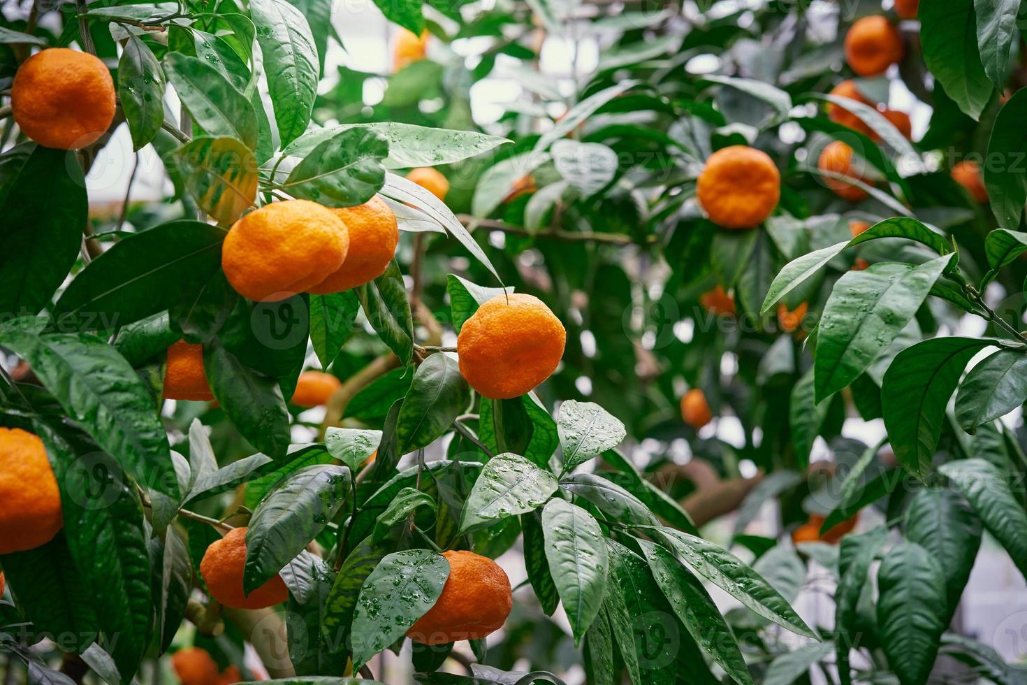 Tangerine. Mandarin tree with ripe fruits. Orange fruit tree. Branch with fresh ripe citrus photo