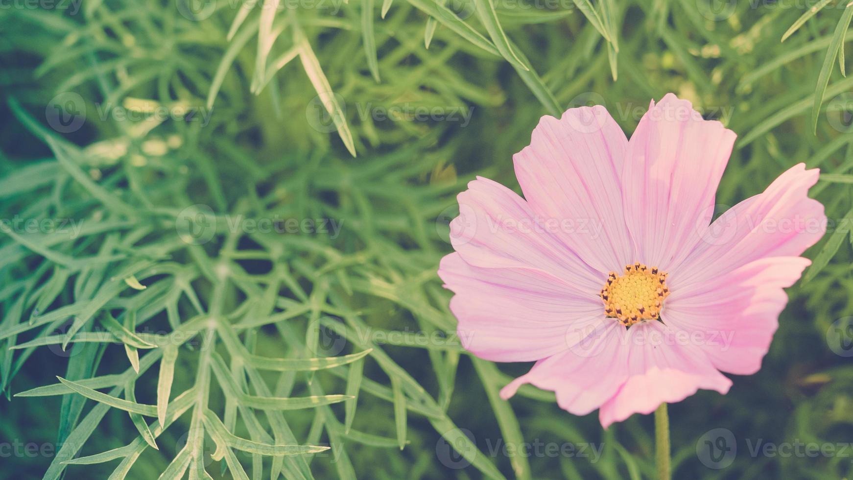 Spring background with single delicate cosmea flower on green plant backdrop, toned image, banner photo