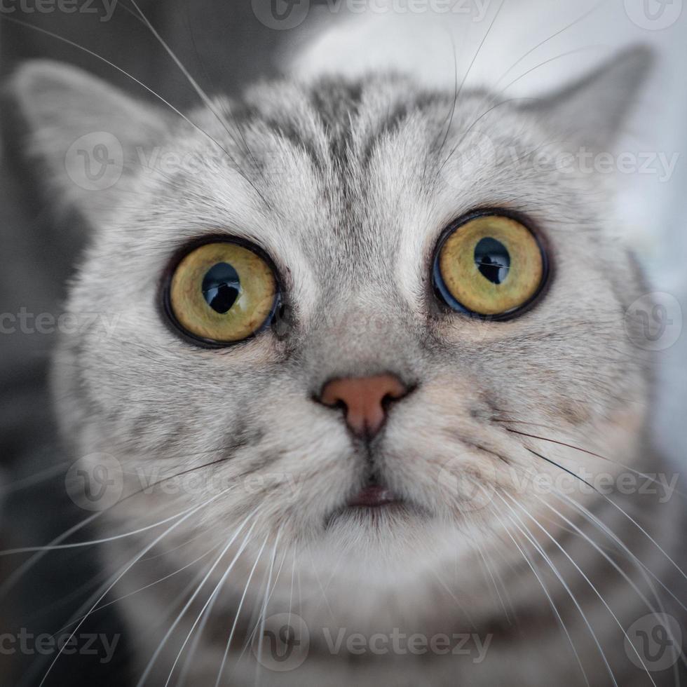 Surprised striped cat looks straight into camera, sniffs his nose. Portrait of a cat's head close-up, fisheye photo