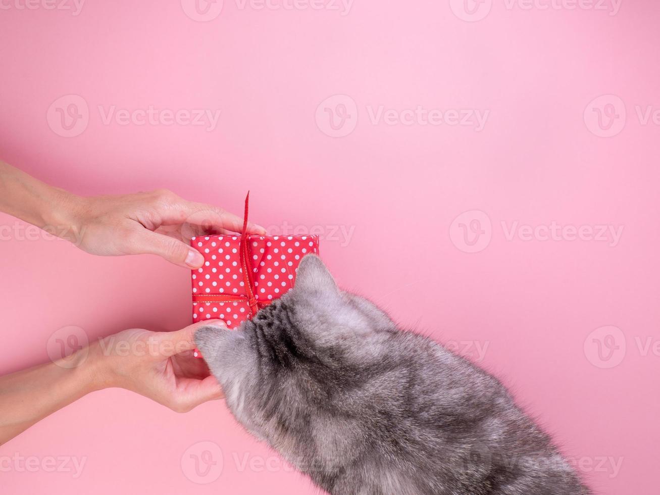 mujer sosteniendo un regalo en una caja de regalo roja con arco y dándoselo al gato, fondo rosa, vista superior foto