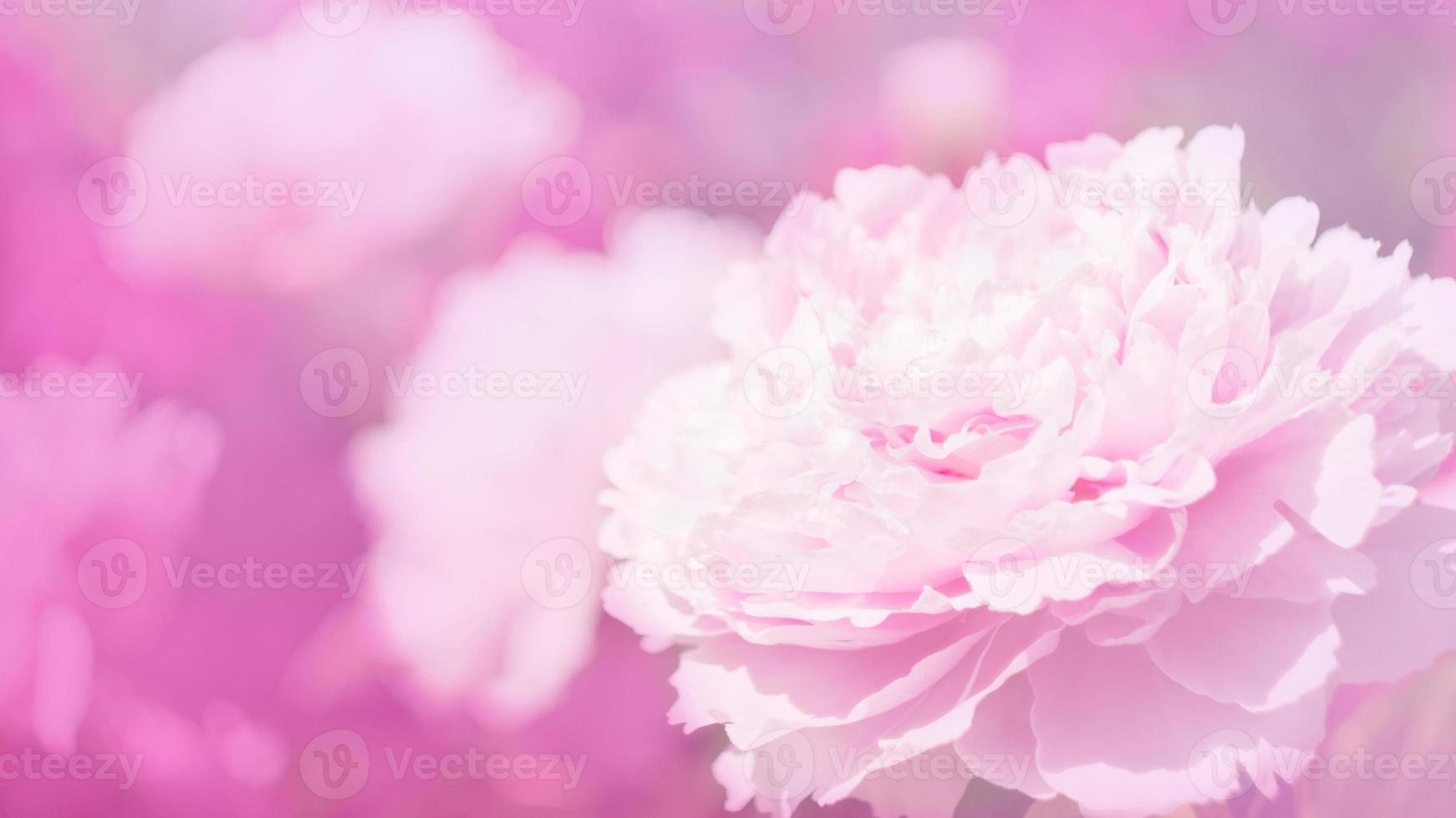 flores de peonía en luz rosa suave con bokeh y filtros, fondo floral. pancarta de ancho largo foto