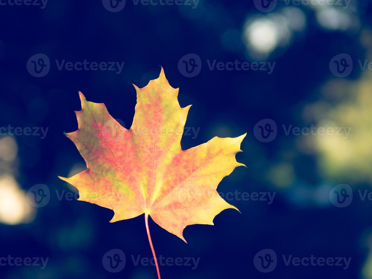 autumn background with bright yellow and red single leaf in center of dark background photo