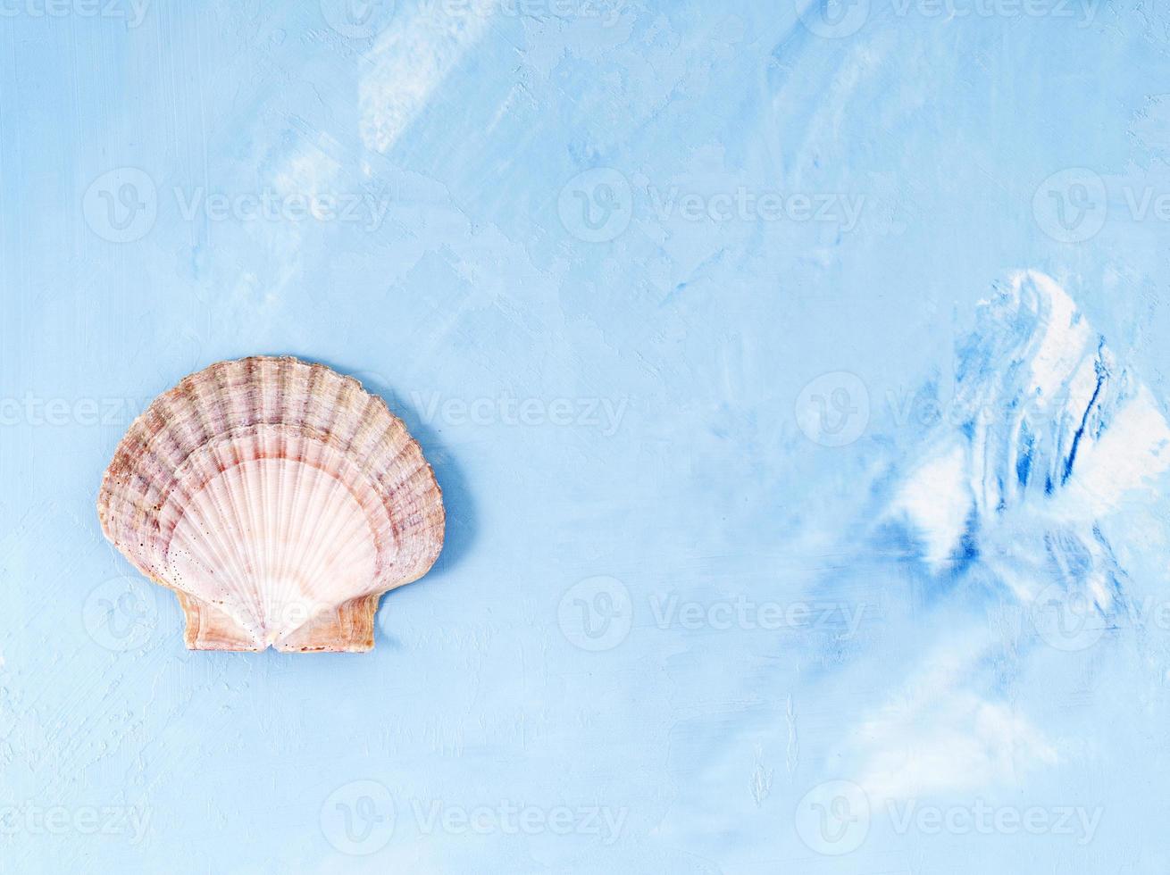 Single big seashell on blue stone background, scallop shell, copy space. photo