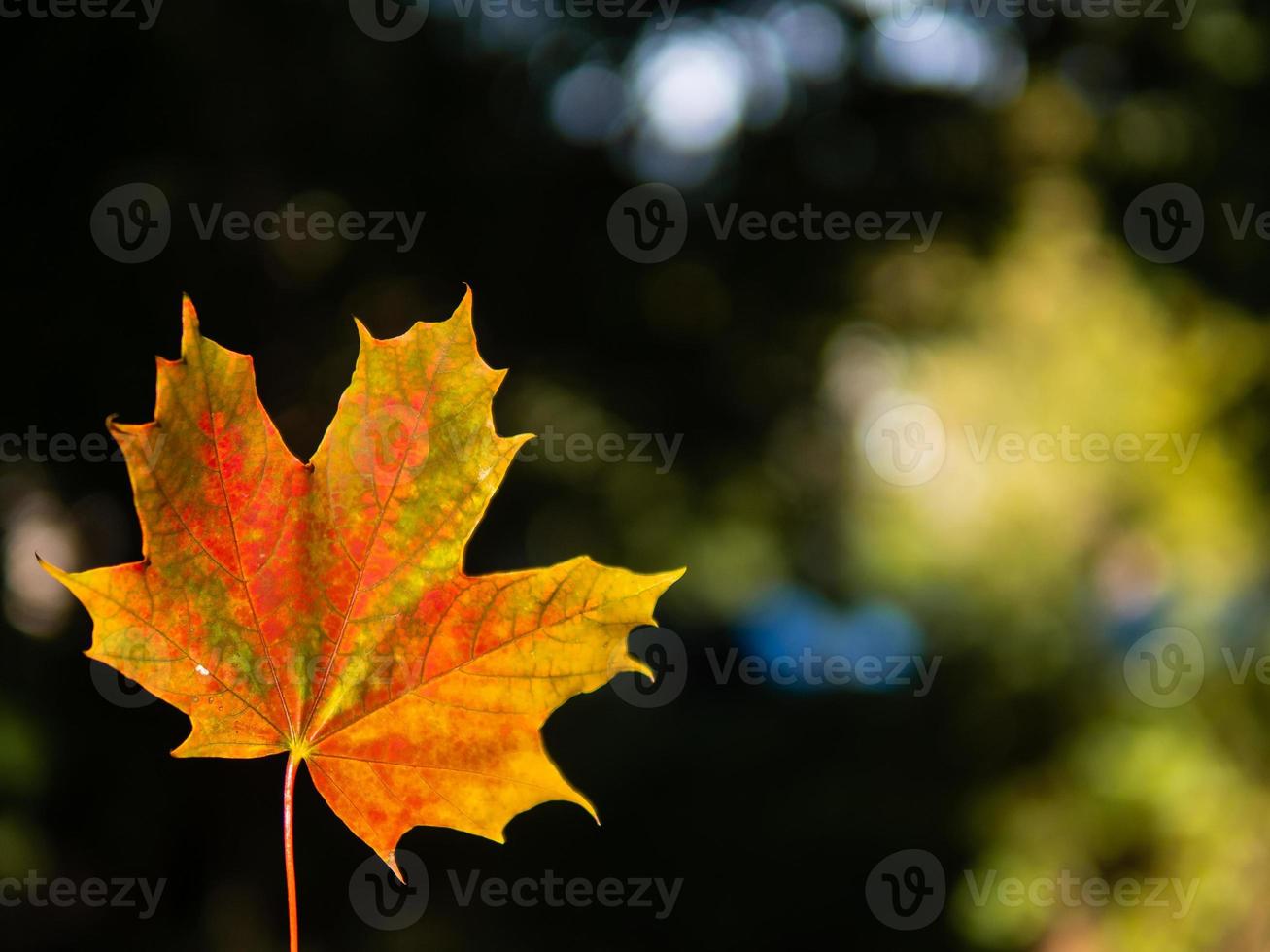 fondo de otoño con una sola hoja amarilla y roja brillante sobre fondo oscuro foto