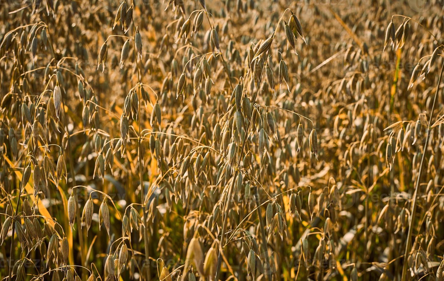 estado de ánimo otoñal, campo de oal en la granja, agricultura en el fondo, vista rural y rústica foto