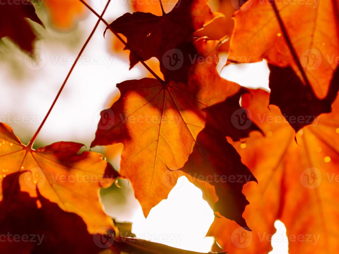 autumn abstract background of bright yellow and red leaves photo