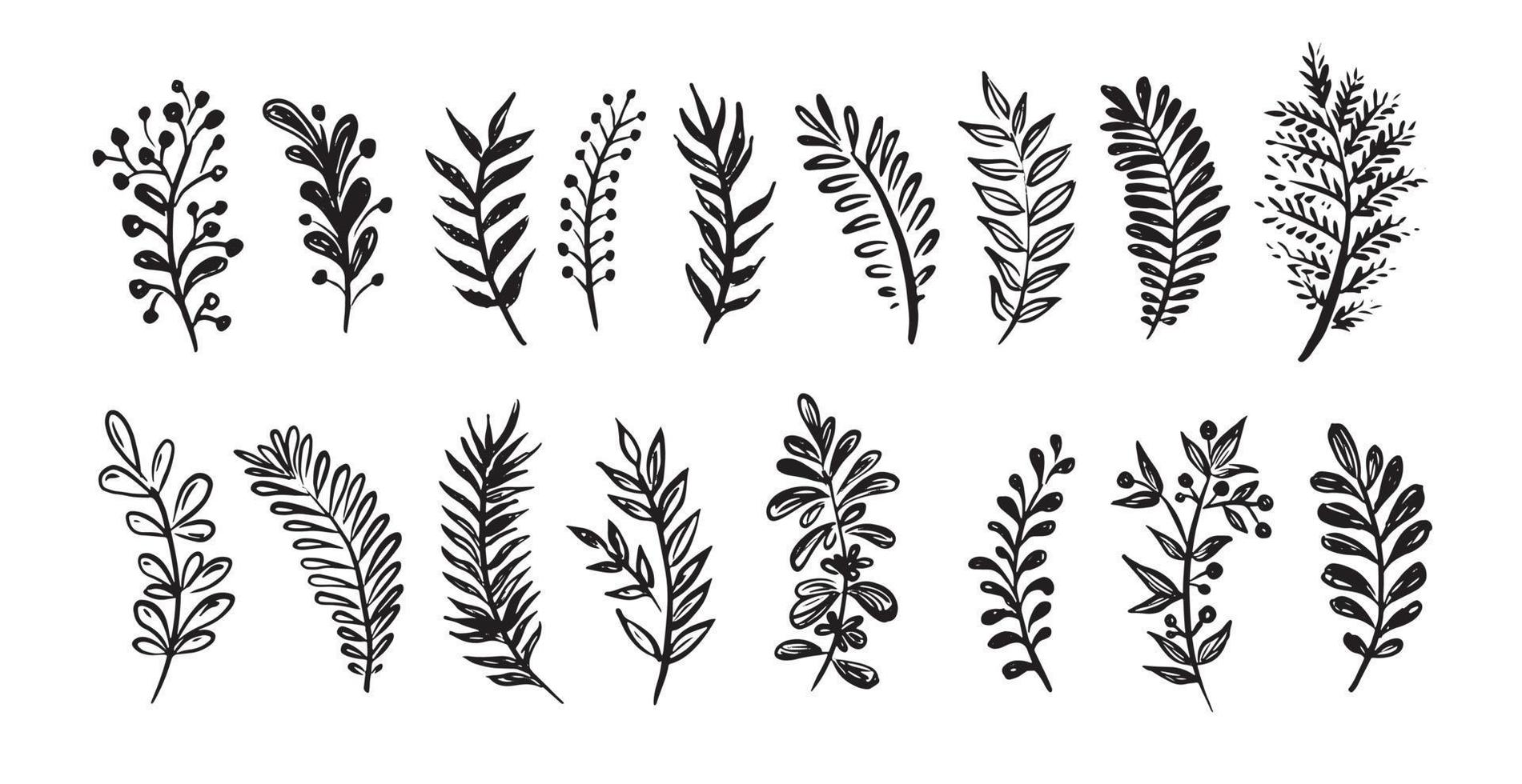 Branches collection hand drawn, vector. vector