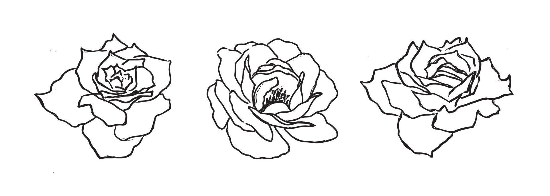 Rose flower, hand drawn illustration, vector. vector