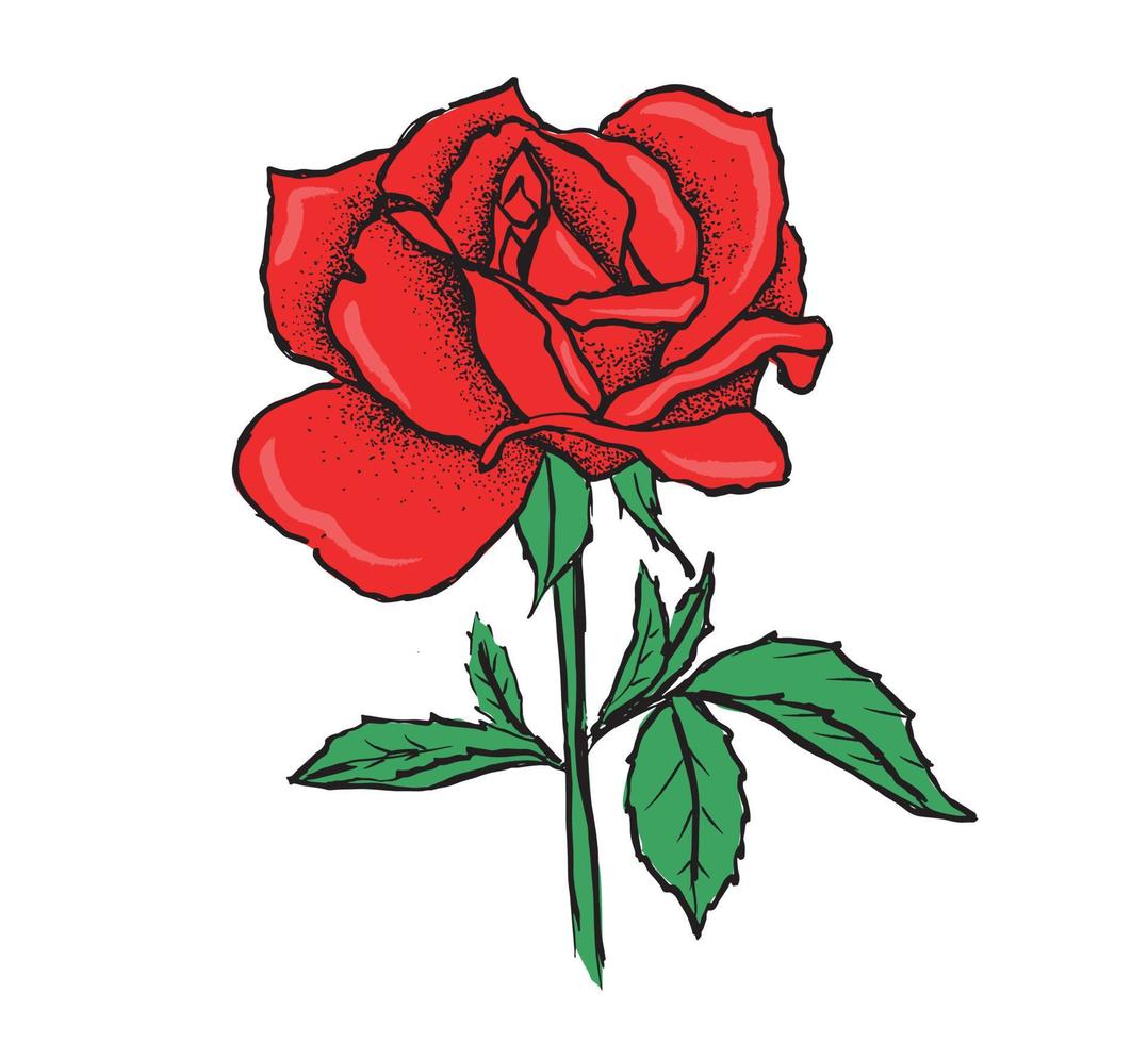 Rose flower, hand drawn illustration, vector. vector