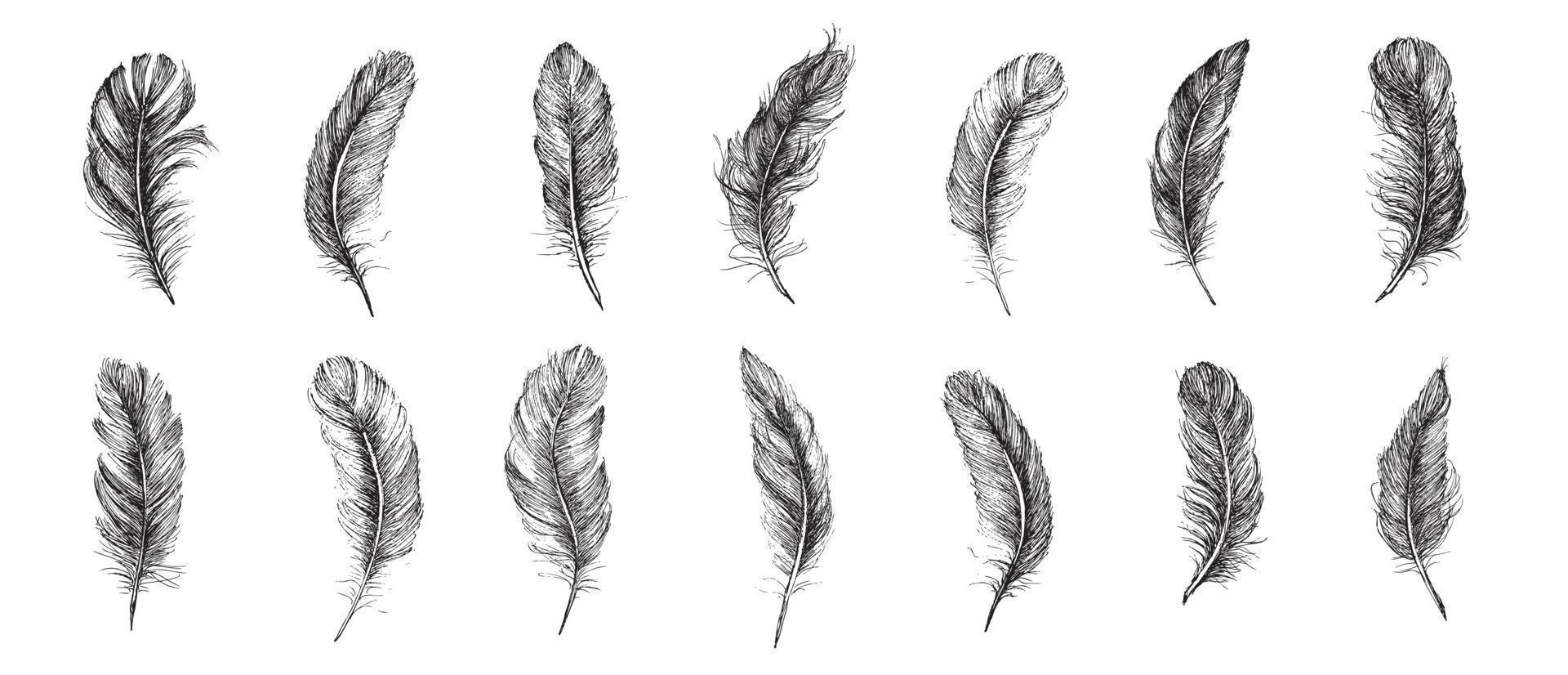 Vector Black and White Feather Pattern, hand drawn style, vector illustration.