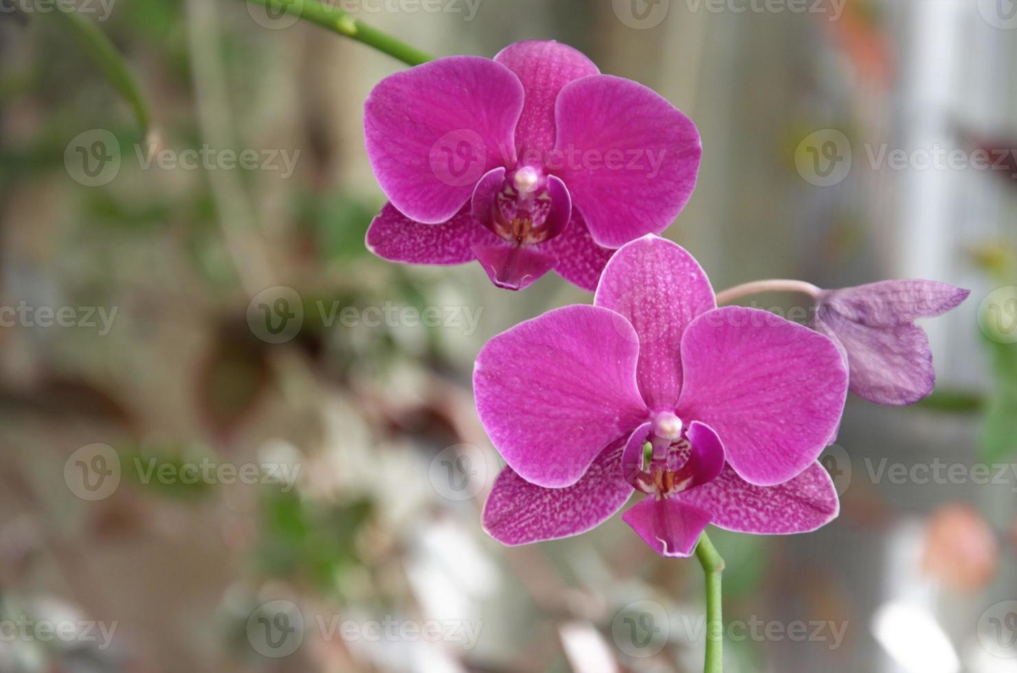 orquídea floreciente, hermosa flor lila, flor tropical decorativa de  orquídea phalaenopsis 7464705 Foto de stock en Vecteezy