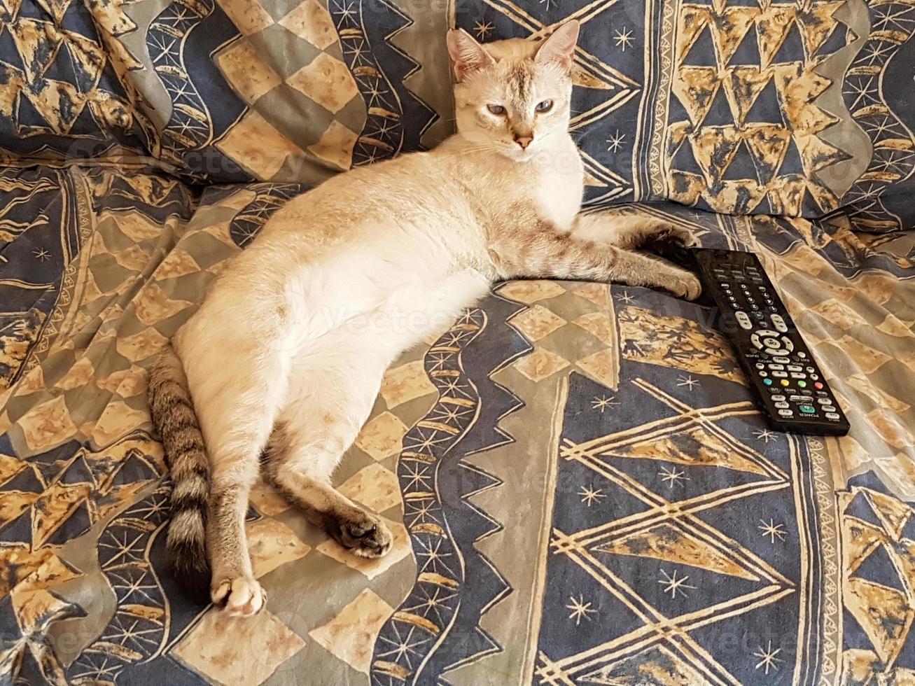 small cat on sofa with tv remote control photo