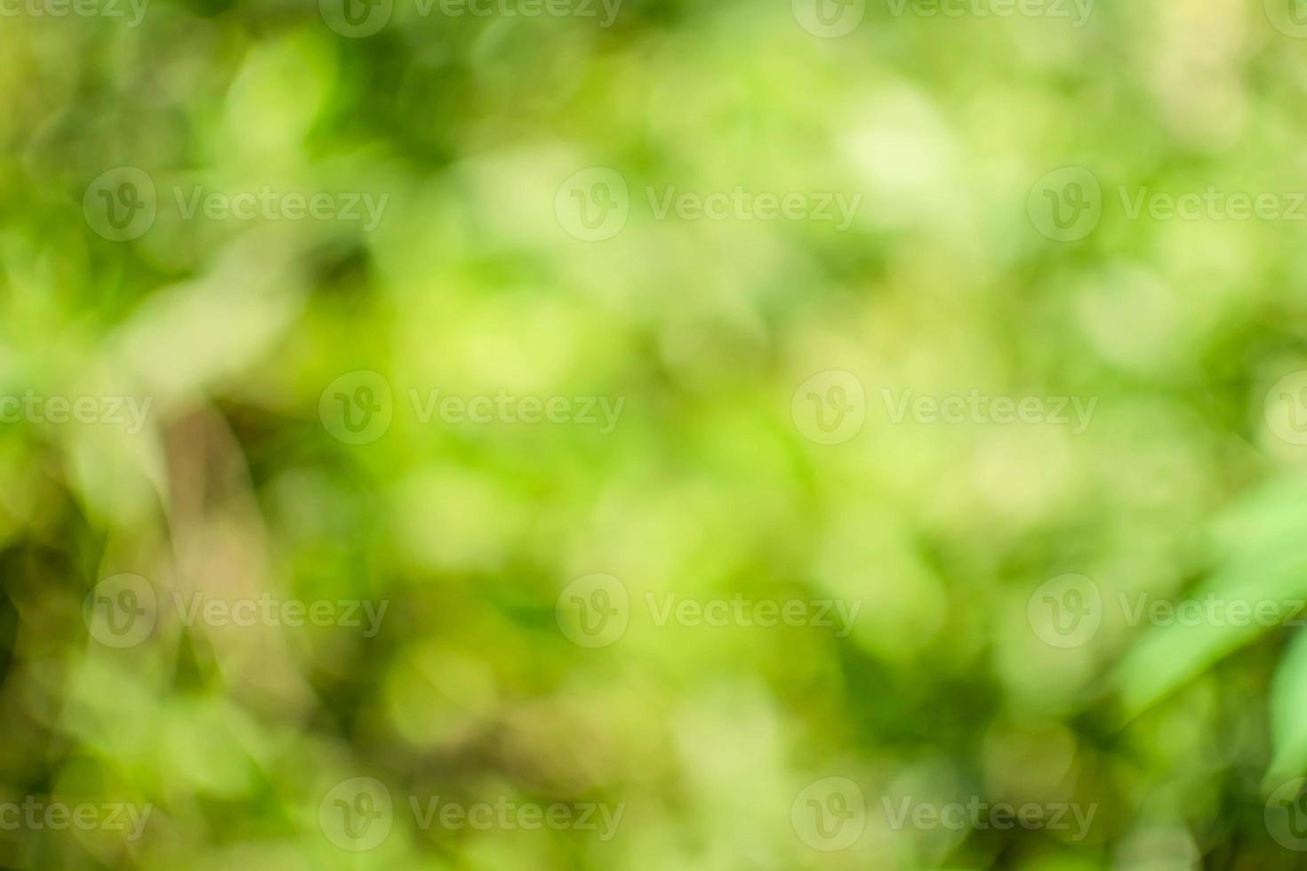 The concept for design blurred and defocused effect season. Abstract bokeh green color for the nature background. Daylight in outdoor and The air is so fresh photo