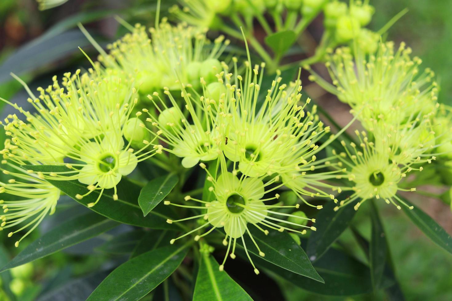 Light yellow flowers of Golden Penda or Expo Gold and dark green leaves are on branch. photo