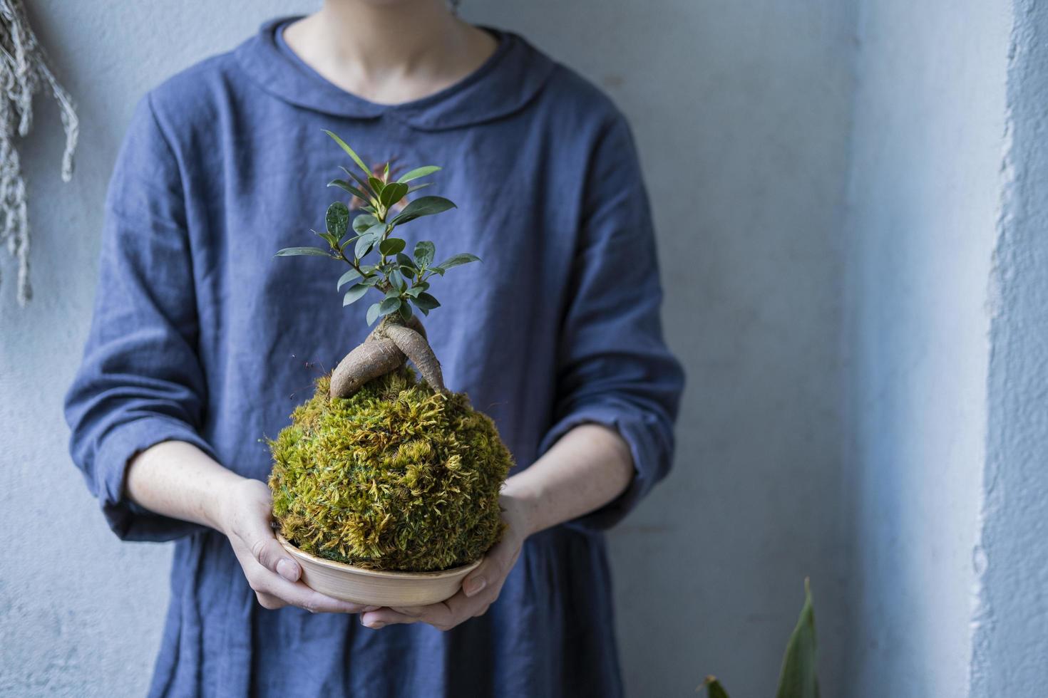 kokedama with bonsai tree or succulent tree in the hands of female close up photo
