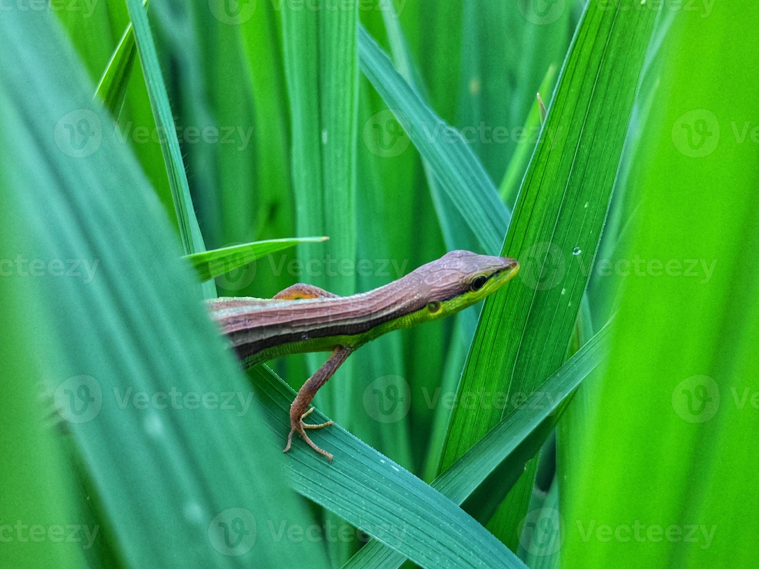 lagarto de hierba asiático en el campo de arroz. este animal también se conoce como lagarto de