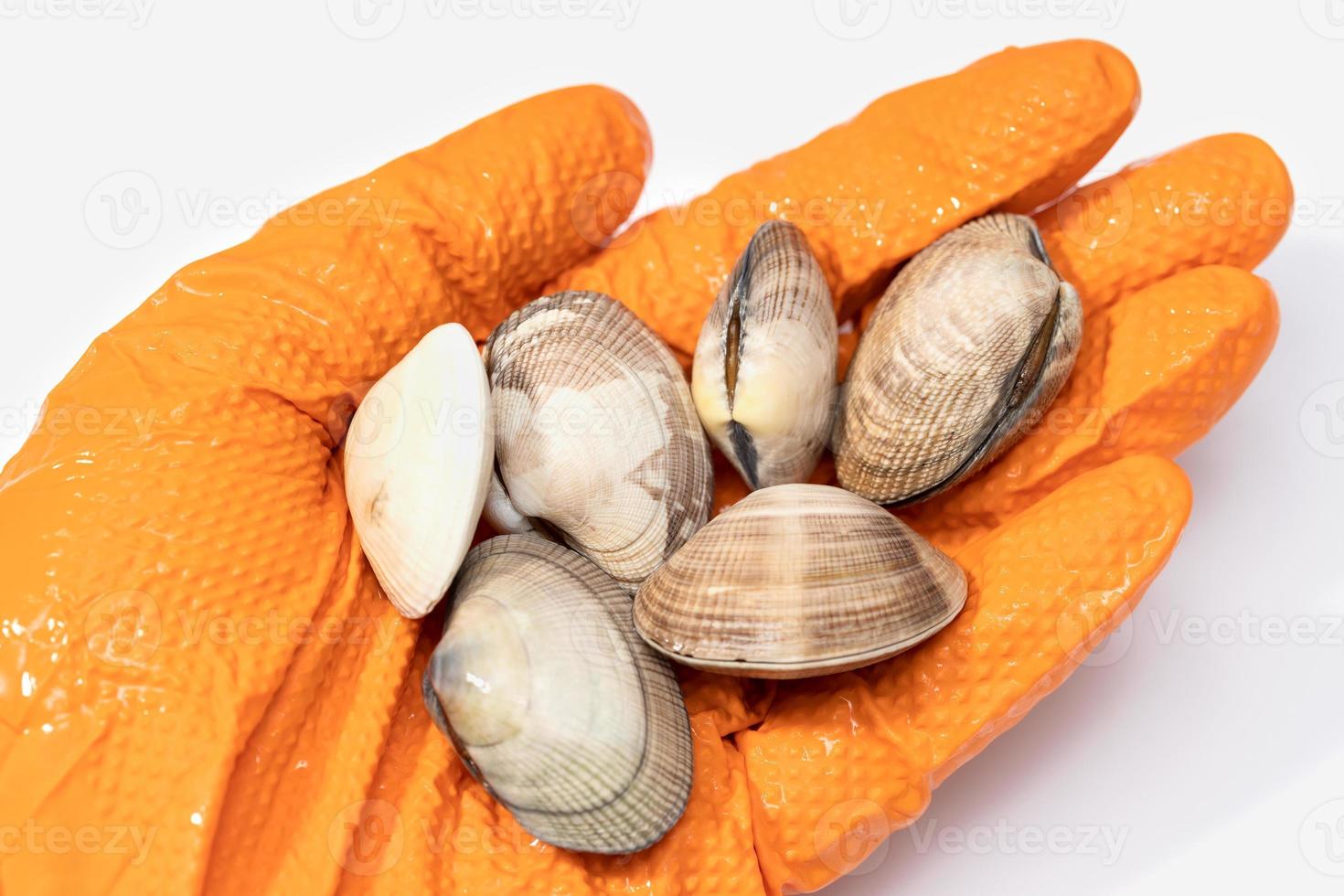 Fresh clams on human hand in glove on white background. Seafood industry photo