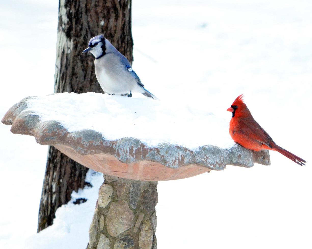 Blue Jay and Cardinal together in the snow photo