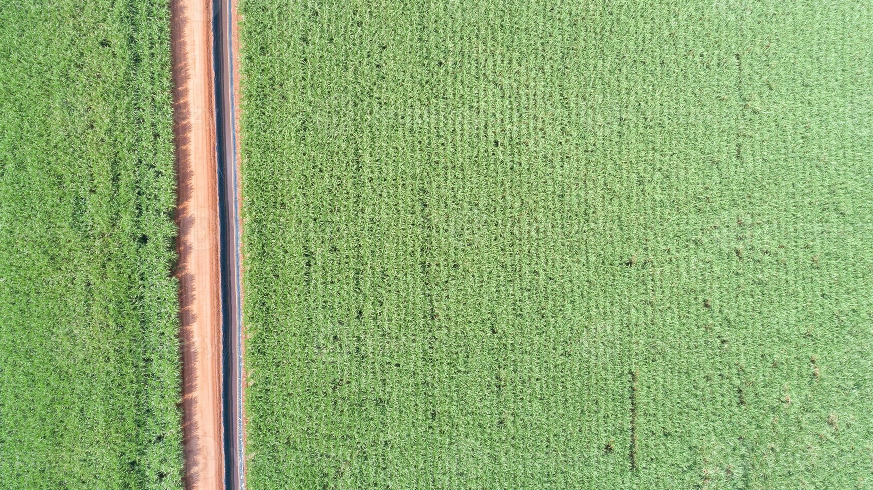 Sugar cane hasvest plantation aerial. Pipelines for the transport of renewable fuel. Aerial top view of a agriculture fields. Sugar Cane farm. Sugar cane fields view from the sky. photo